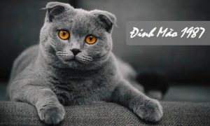 Phong Thủy nhà ở - Hướng bếp tuổi Đinh Mão